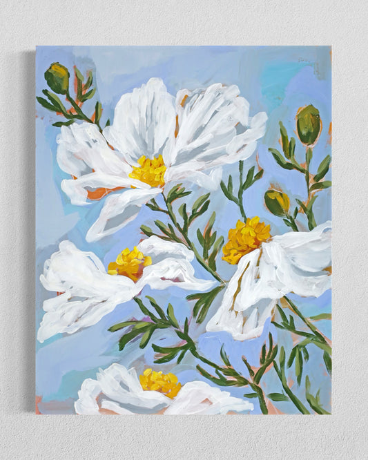 Matilija Poppies